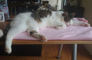 tc-the-recruiter-cat