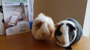 Bob and Barry, our two guinea pigs