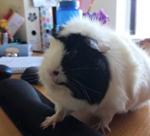 Guinea pig