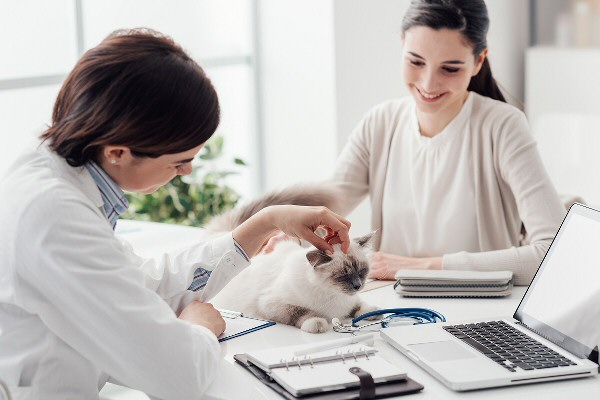 Permanent Veterinary Nurse Jobs